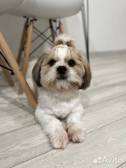 Вязка кобель ши-тцу