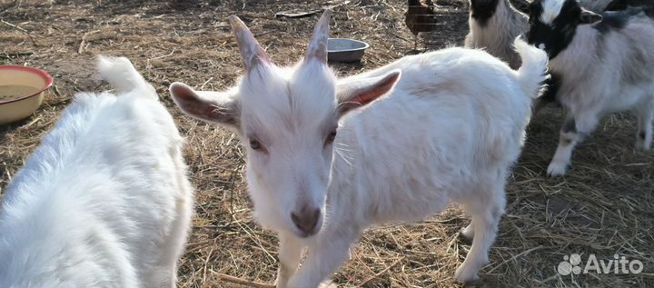 Козлята