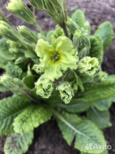 Хосты, примулы