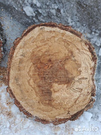 Спилы шпальта березы