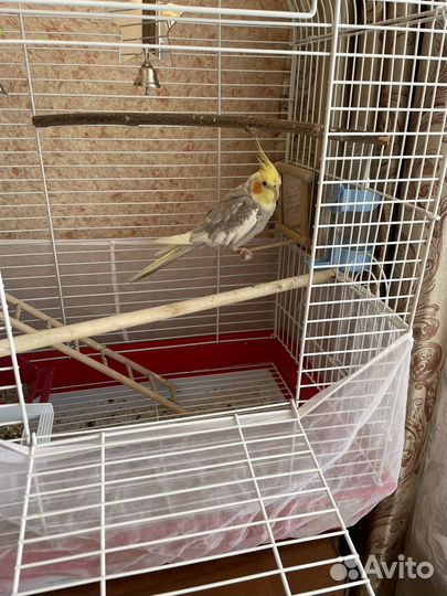 Попугай корелла говорящий