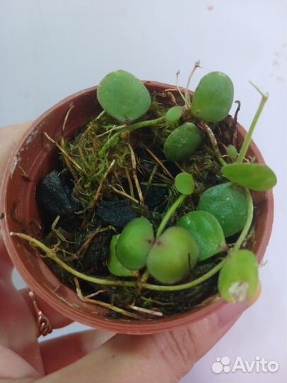 Дисхидия астерхана