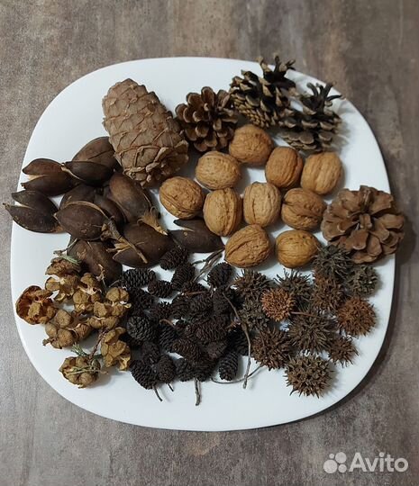 Природные материалы шишки, орехи