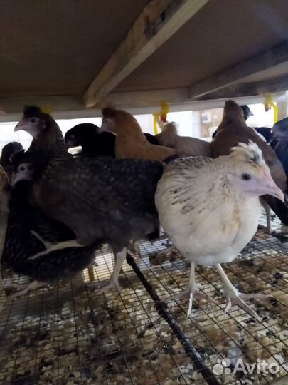 Куры молодки