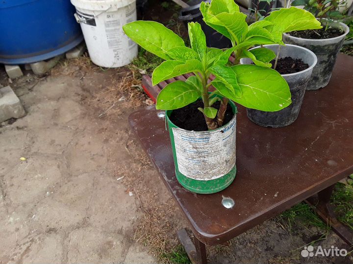 Многолетники садовые