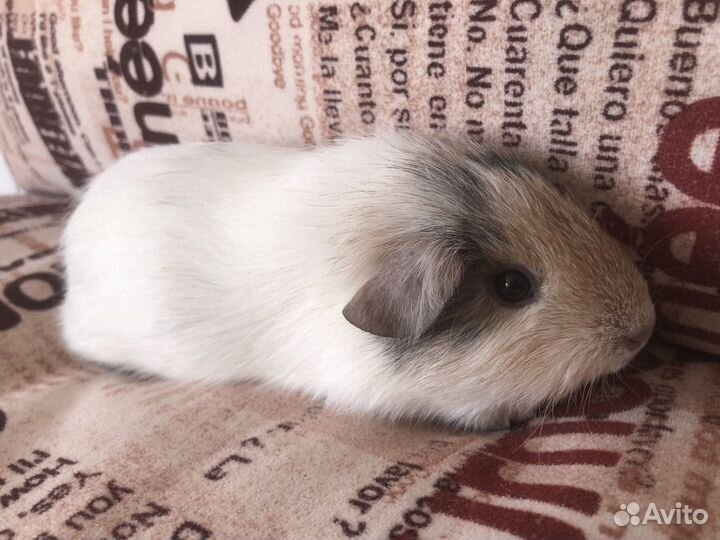 Морская свинка