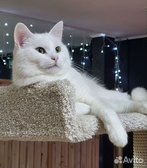 Котик ищет дом