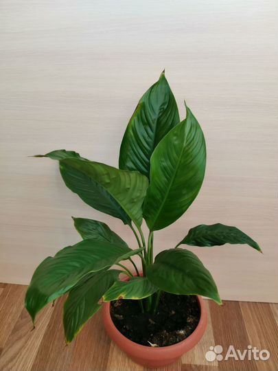 Продам спатифиллум