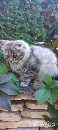 Персидская кошка