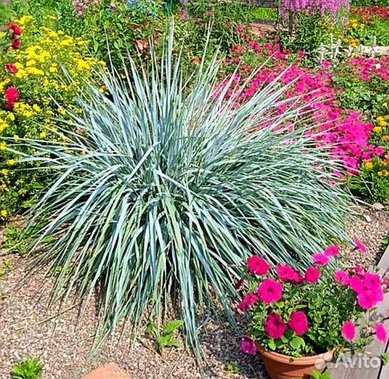 Многолетники(Обмен)