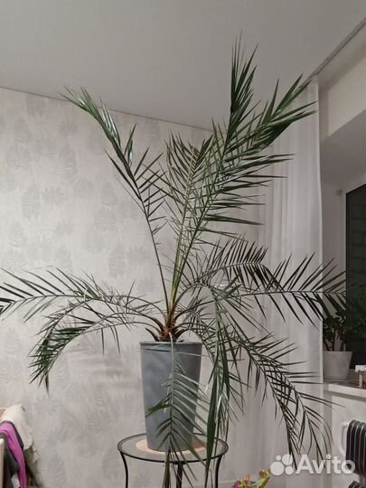 Финиковая пальма