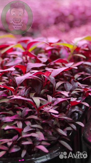 Семена для микрозелени Мелисса Лимонная