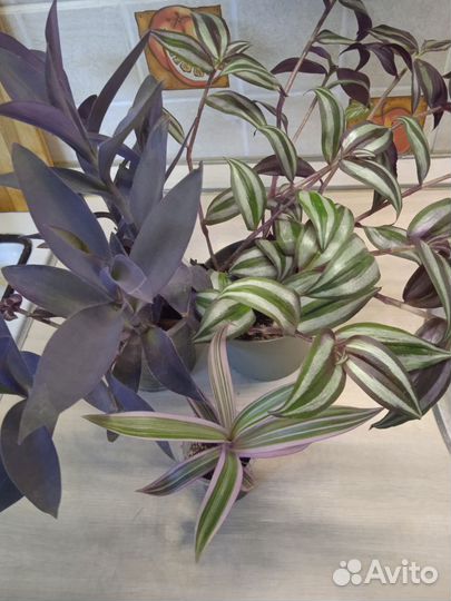 Красивые цветочки