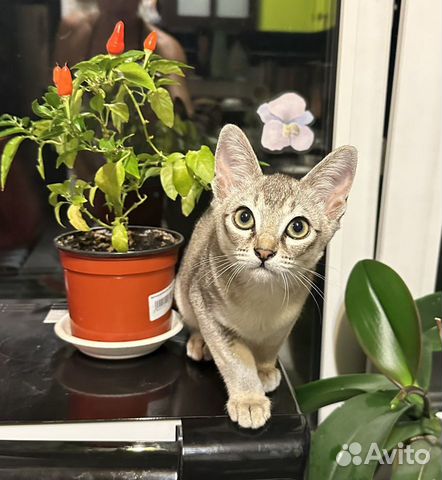 Сингапурский котенок мальчик объявление продам