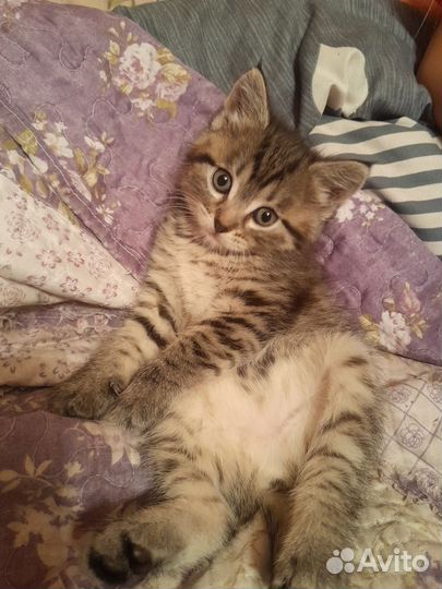 Милашки тиграшки