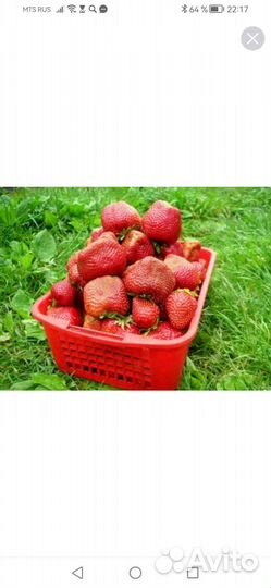 Рассада клубники