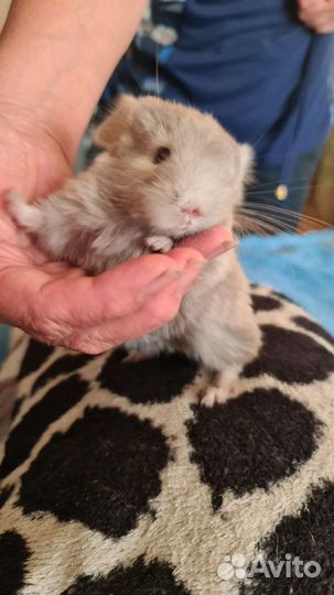 Малышки Шиншишки