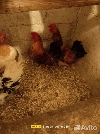 Петухи Бентамки дакарликовая порода