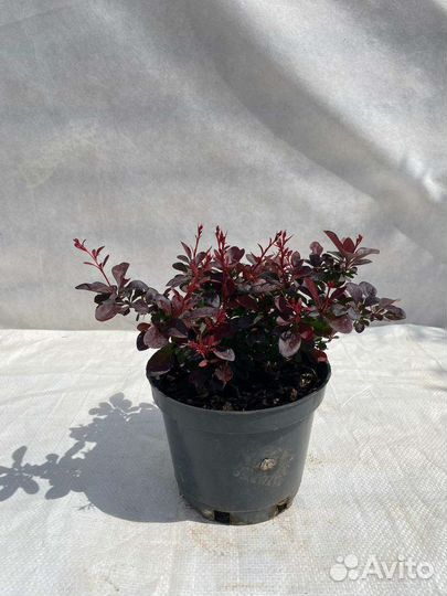 Барбарис Тунберга