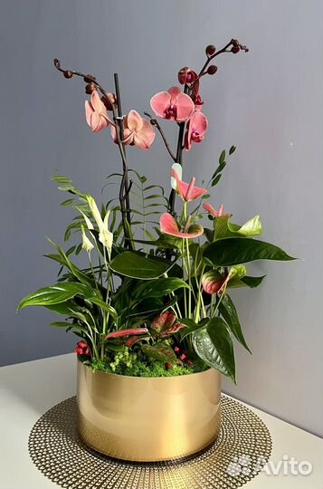 Чудесная композиция с 2-ствольной орхидеей