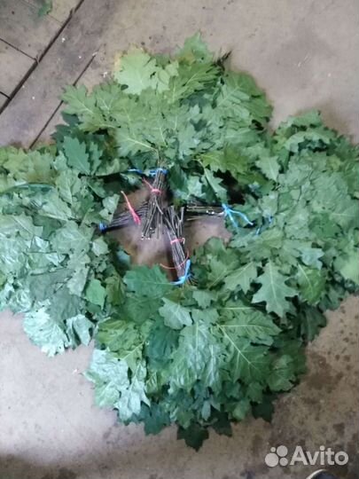 Веники для бани канадский дуб