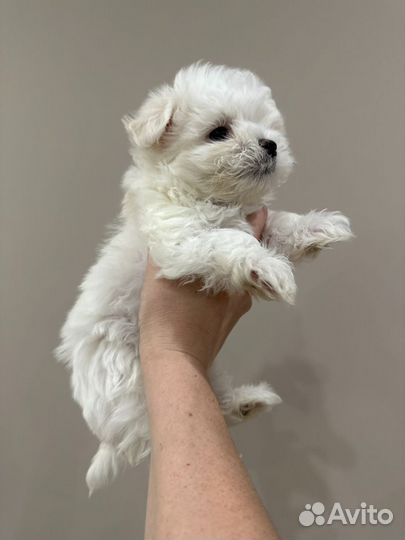 Щенки Мальтезе (болонка)