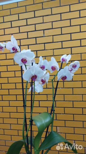 Орхидеи цветущие