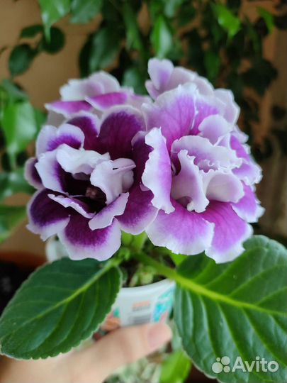 Детка глоксинии, лист глоксинии