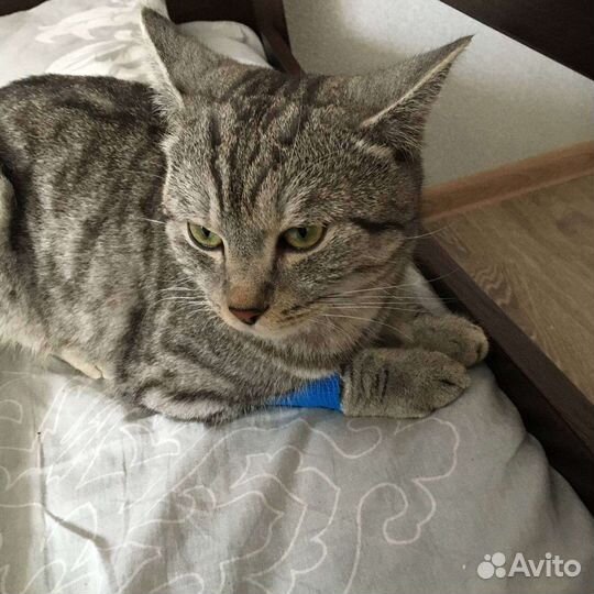 Британский кот