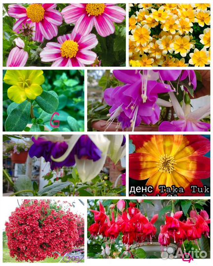 Комнатные растения цветы