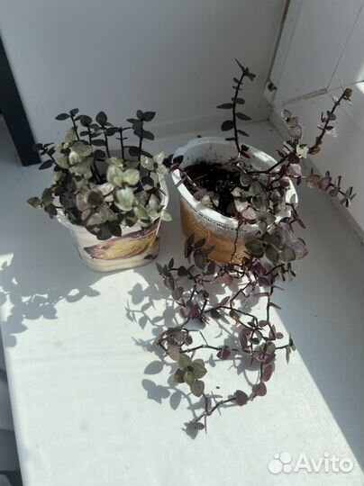 Каллизия репенс