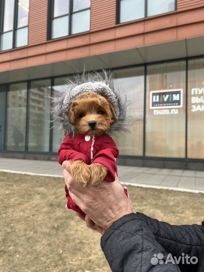 Мальтипу f1 mini мальчик ред Браун