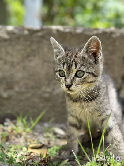 Котята бесплатно