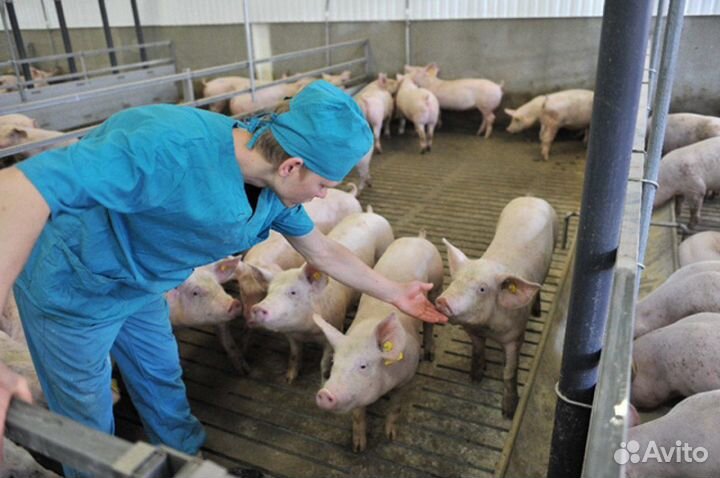 Оператор свинокомплекса вахта с проживанием