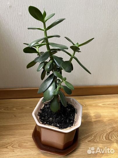 Денежное дерево красула толстянка