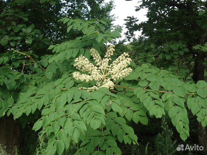 Экзоты сада: аралия,элеутерококк