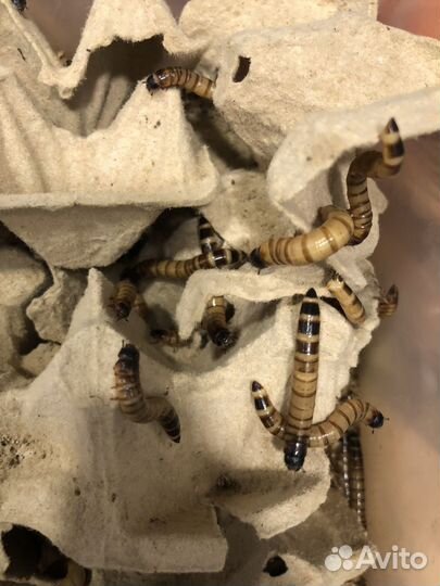 Зофобас живой