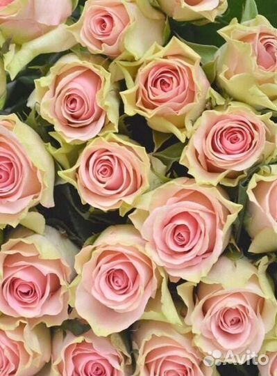 Розовые розы, букет из роз