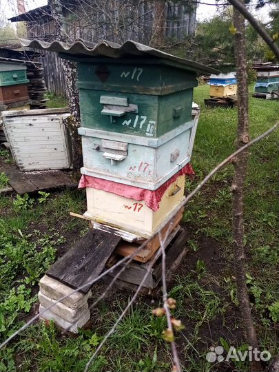 Продам пчел