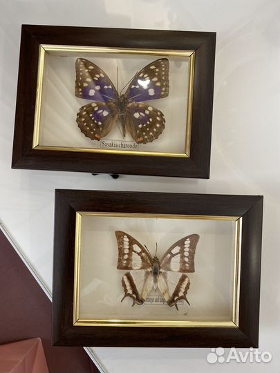 Картины для интерьера с бабочками