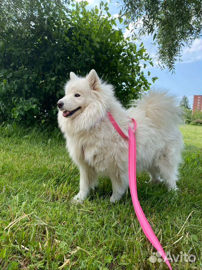 Груминг бесплатно