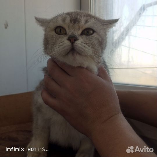 Кошка бесплатно