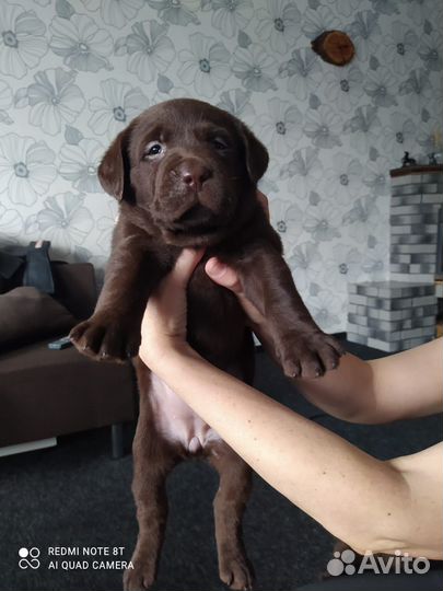 Щенки лабрадора