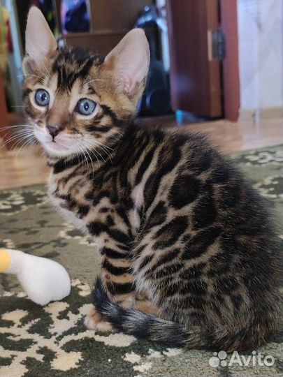 Бенгальские котята