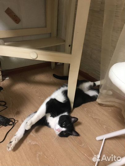 Кот в добрые руки