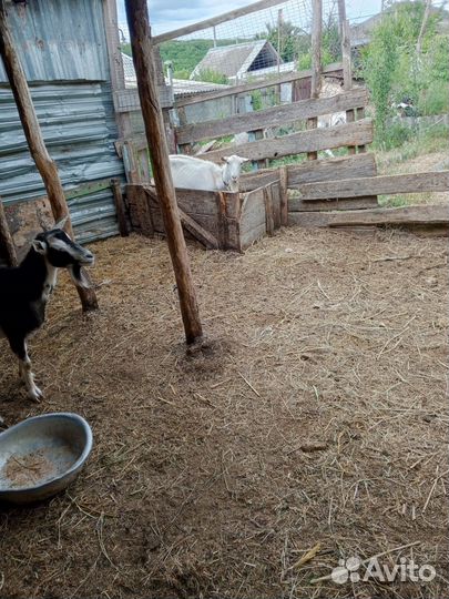 Дойные козы