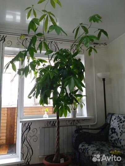 Пальма Пахира