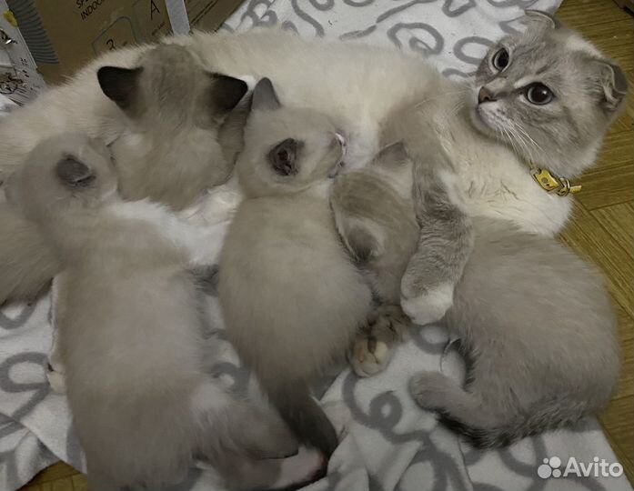 Котята в добрые руки