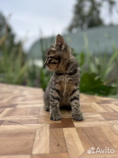 Котёнок бесплатно