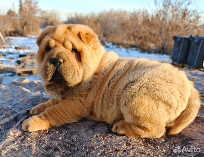 Щенки шарпея